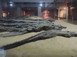 Mummified Crocidiles